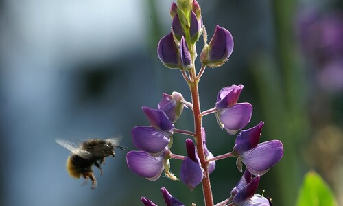Blauwe lupine (Lupinus angustifolius)