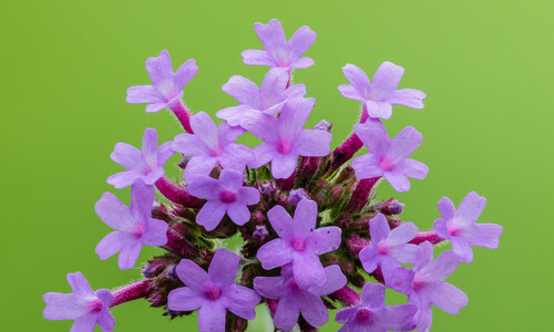 Stijf ijzerhard (Verbena bonariensis)