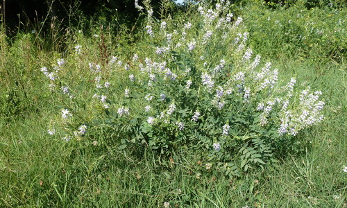 Galega (Galega officinalis)
