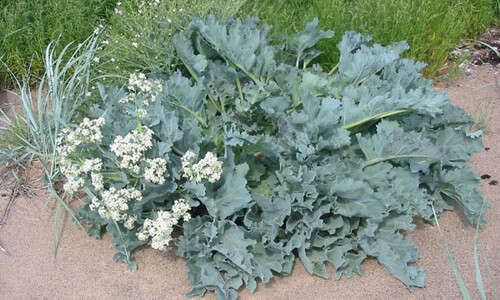 Zeekool (Crambe maritima)