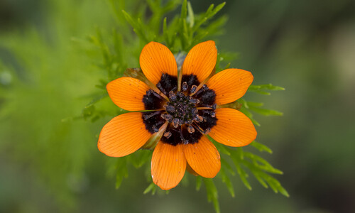Zomeradonis (Adonis aestivalis)