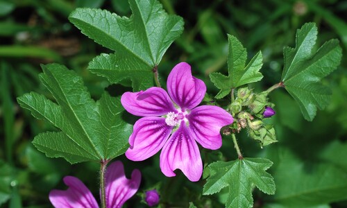 Groot kaasjeskruid (Malva sylvestris)