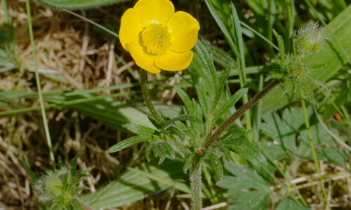 Knolboterbloem (Ranunculus bulbosus)