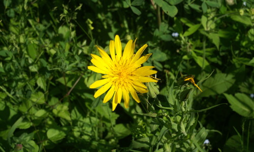 Gele morgenster (Tragopogon pratensis ssp. pratensis)