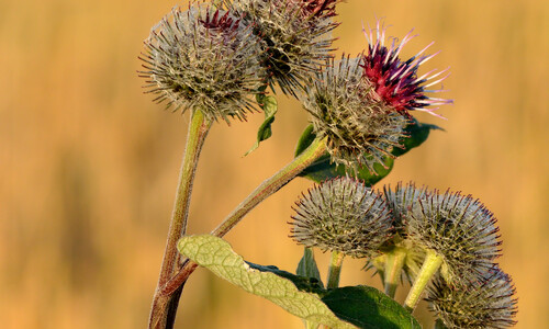 Donzige klit (Arctium tomentosum)