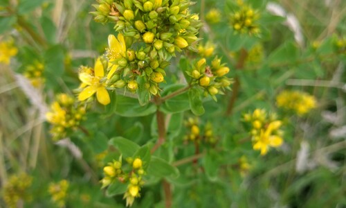 Gevleugeld hertshooi (Hypericum tetrapterum)