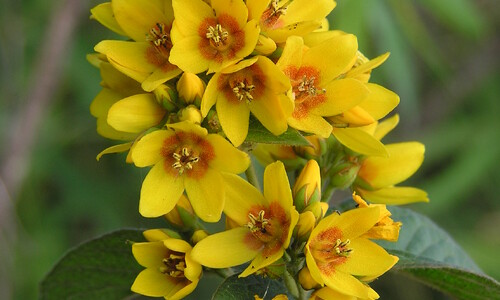 Grote wederik (Lysimachia vulgaris)
