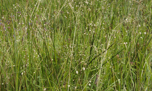 Bevertjes (Briza media)