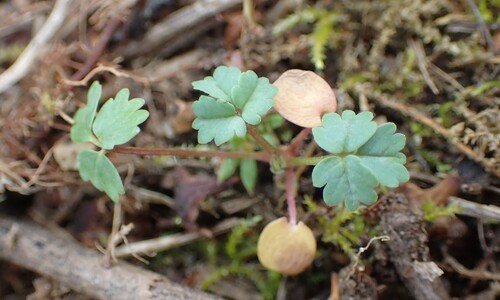 Kleine pimpernel (Poterium sanguisorba ssp. sanguisorba)