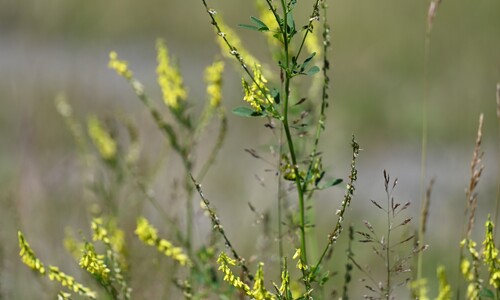 Citroengele honingklaver (Melilotus officinalis)