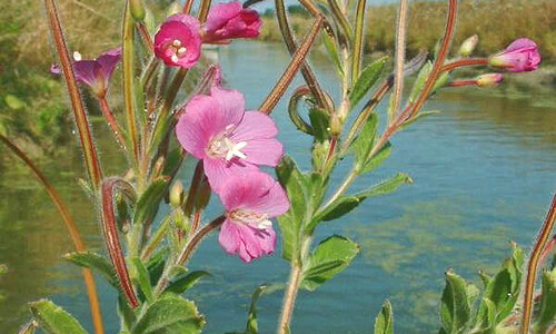 Harig wilgenroosje (Epilobium hirsutum)