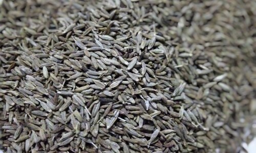 Komijn (Cuminum cyminum)