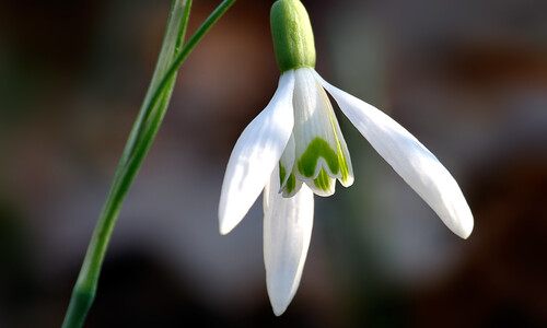 Sneeuwklokje (Galanthus nivalis)