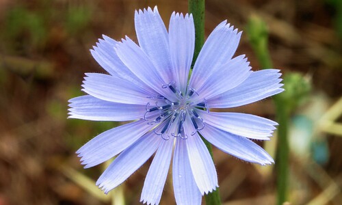 Wilde cichorei (Cichorium intybus)