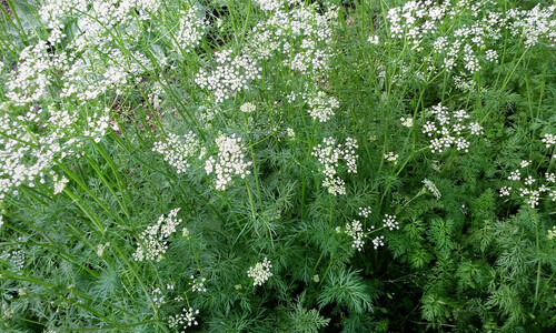 Komijn (Cuminum cyminum)