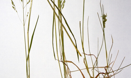 Veldbeemdgras (Poa pratensis ssp. pratensis)