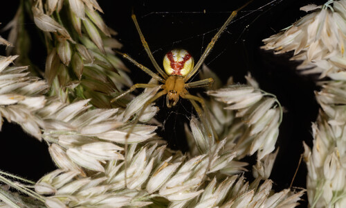 Gestreepte Witbol (Holcus lanatus)