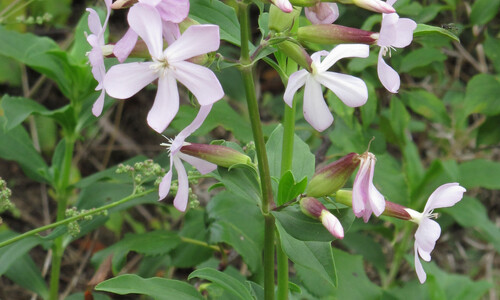 Zeepkruid (Saponaria officinalis)