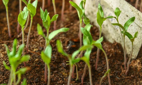 Zaden.eco is nu biologisch gecertificeerd