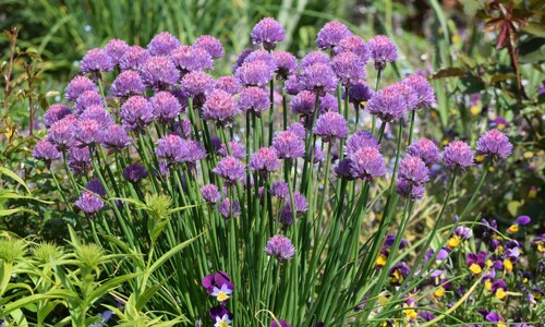 Bieslook (Allium schoenoprasum)