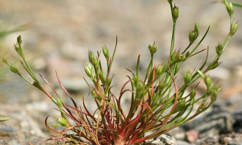 Greppelrus (Juncus bufonis)