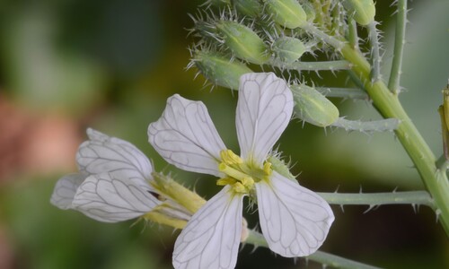Bladrammenas (Raphanus sativus ssp. oleiferus)