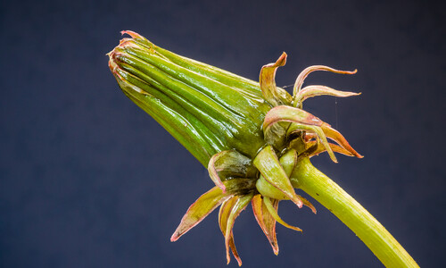 Paardenbloem (Taraxacum officinale)