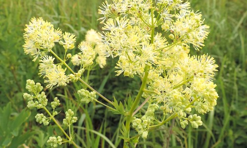 Poelruit (Thalictrum flavum)