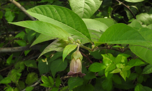 Wolfskers (Atropa bella-donna)