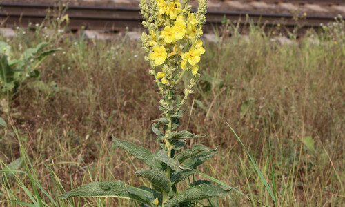 Keizerskaars (Verbascum phlomoides)