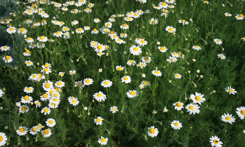 Roomse kamille (Anthemis nobilis)