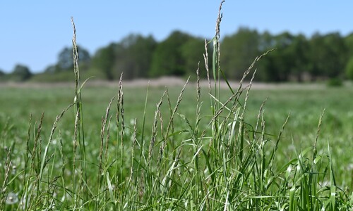 Beemdlangbloem (Schedonorus pratensis)
