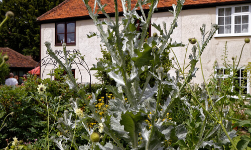 Wegdistel (Onopordum acanthium)