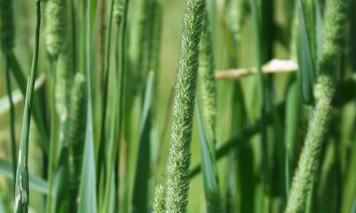 Gewoon timoteegras (Phleum pratense)