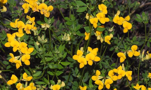 Gewone rolklaver (Lotus corniculatus var. corniculatus)