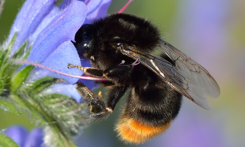 Slangenkruid (Echium vulgare)