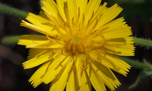 Paardenbloem (Taraxacum officinale)
