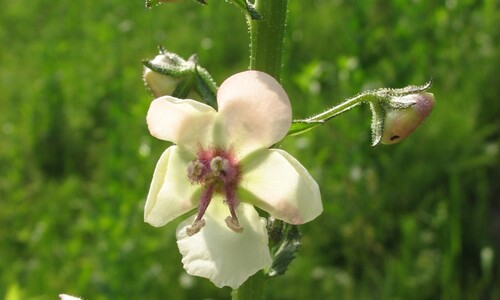 Mottenkruid (Verbascum blattaria)