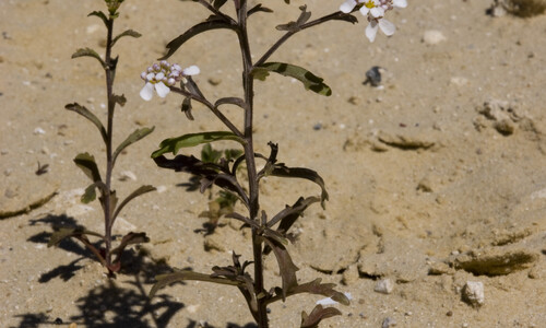 Bittere scheefbloem (Iberis amara)