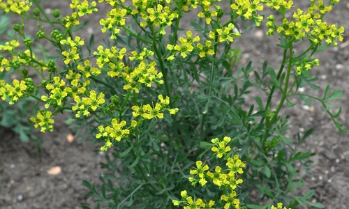 Wijnruit (Ruta graveolens)