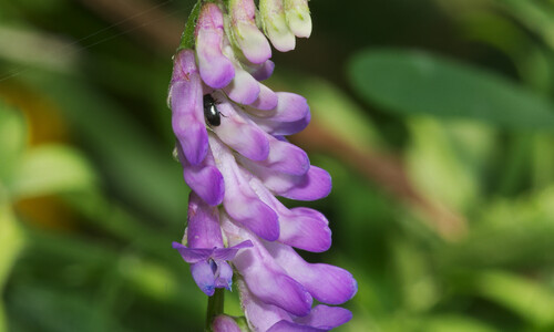 Vogelwikke (Vicia cracca)