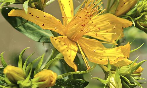 Sint-janskruid (Hypericum perforatum)