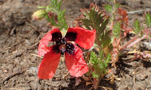 Ruige klaproos (Papaver argemone)