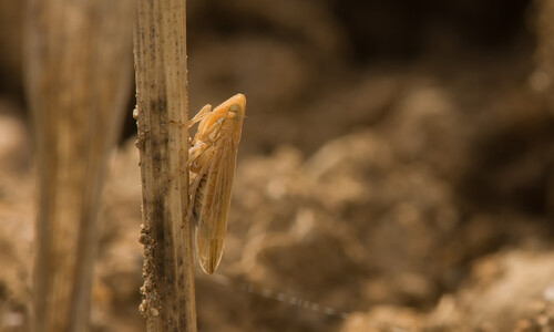 Kropaar (Dactylis glomerata)