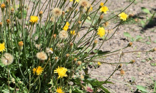 Ruige leeuwentand (Leontodon hispidus)