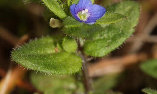 Veldereprijs (Veronica arvensis)
