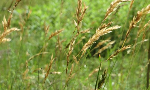 Gewoon reukgras (Anthoxanthum odoratum)