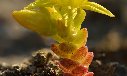 Muurpeper (Sedum acre)