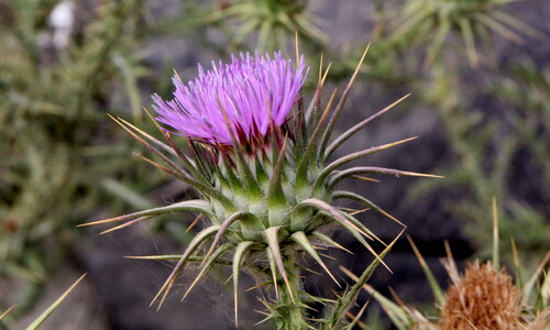 Knikkende distel (Carduus nutans)