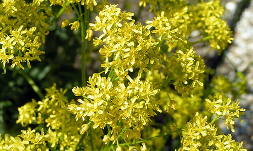 Wede (Isatis tinctoria)
